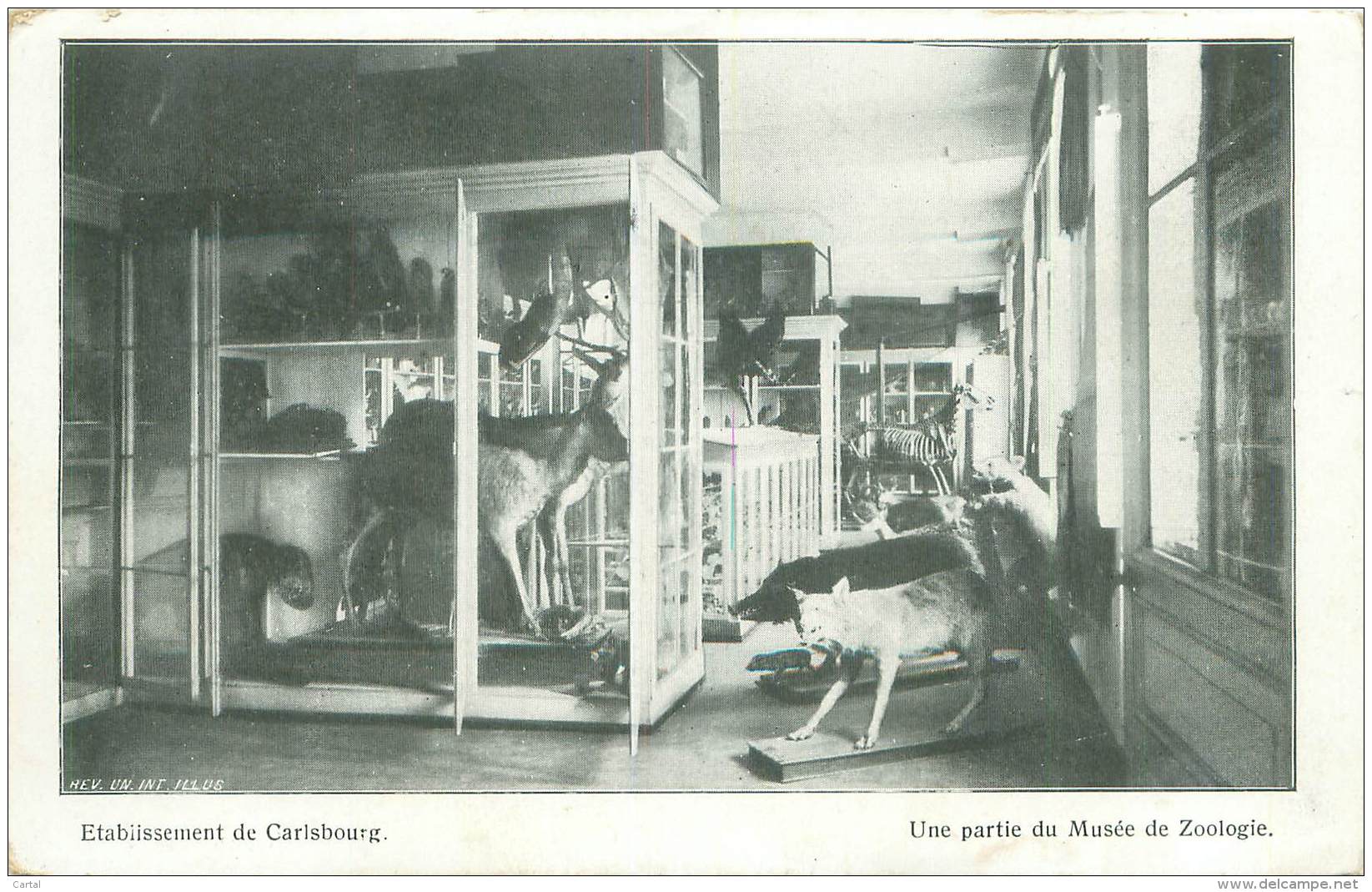 Etablissement De Carlsbourg - Une Partie Du Musée De Zoologie - Paliseul
