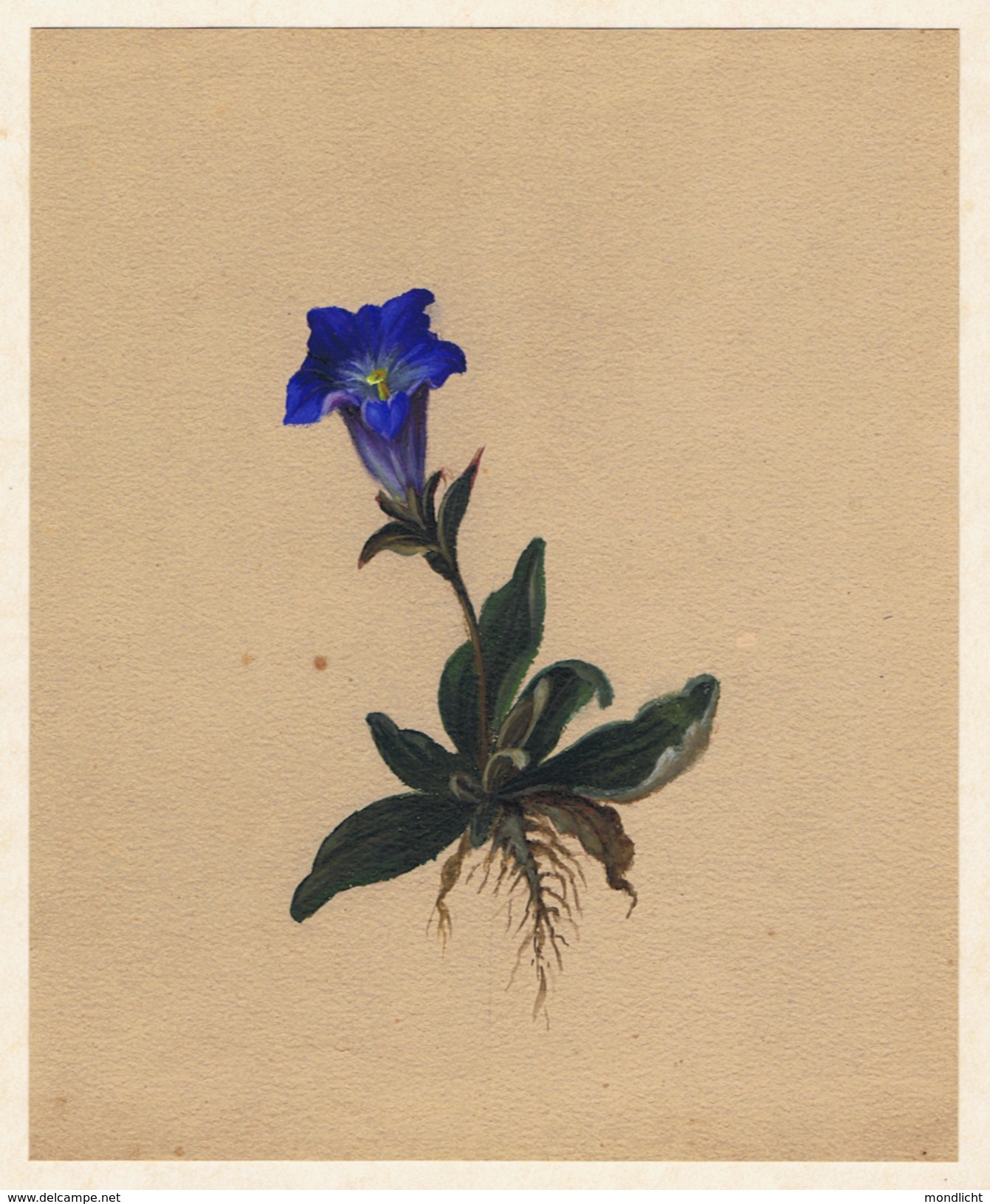 Gentiana (Enzian, Gentian, Gentiane), Tuschezeichnung Auf Karton, Künstler Unbekannt. - Sonstige & Ohne Zuordnung