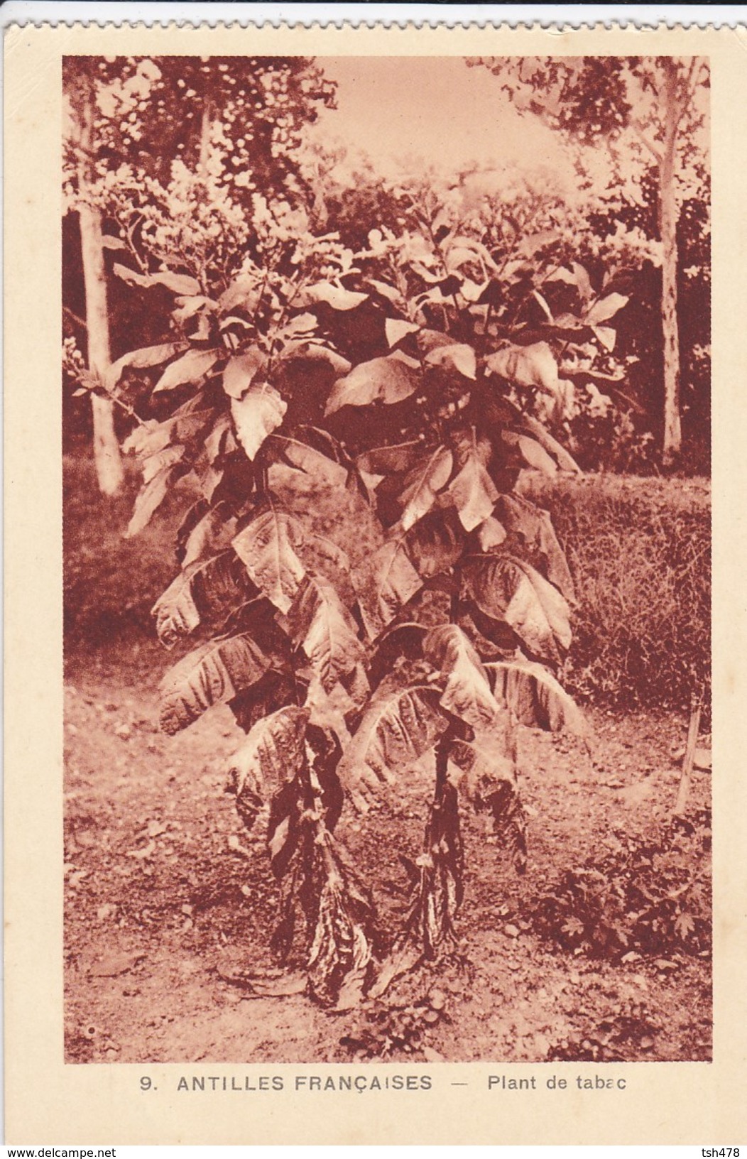 ANTILLES FRANCAISES--plant De Tabac--( Sortie Carnet )-voir 2 Scans - Autres & Non Classés