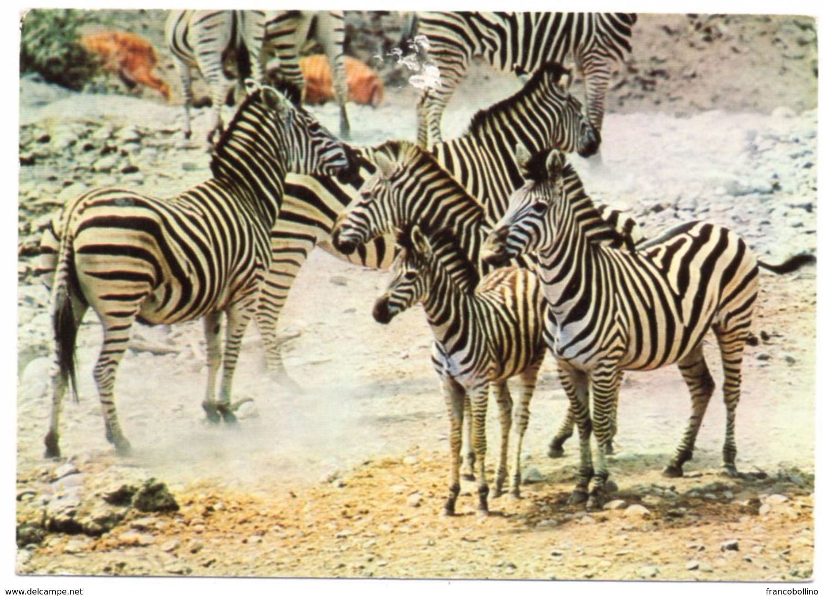 LESOTHO - WILLEM PRETORIUS GAME RESERVE - ZEBRAS / THEMATIC STAMPS - BIRDS - Lesotho