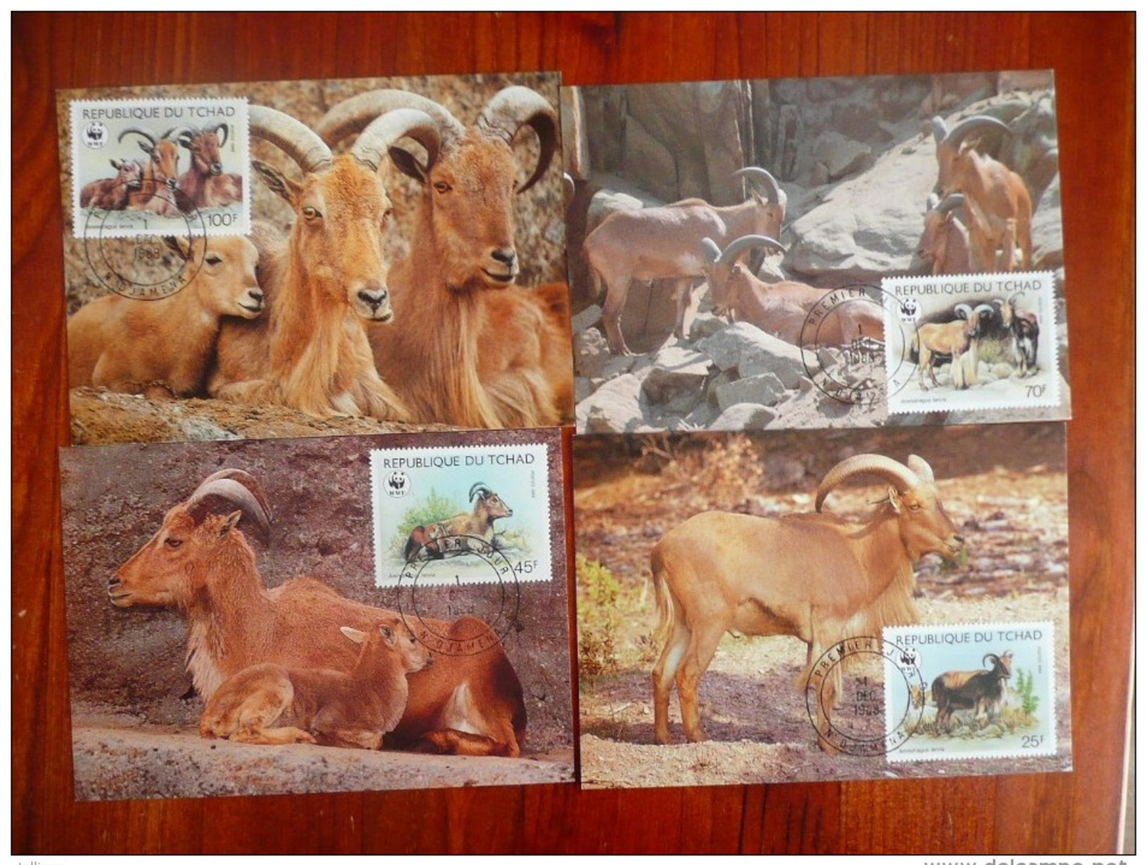 WWF Chad Tchad Tschad Barbary Sheep Goat Mähnenspringer Mouflons 1988 CM MC MK Maximum Card Carte Maximumkarte - Maximumkarten