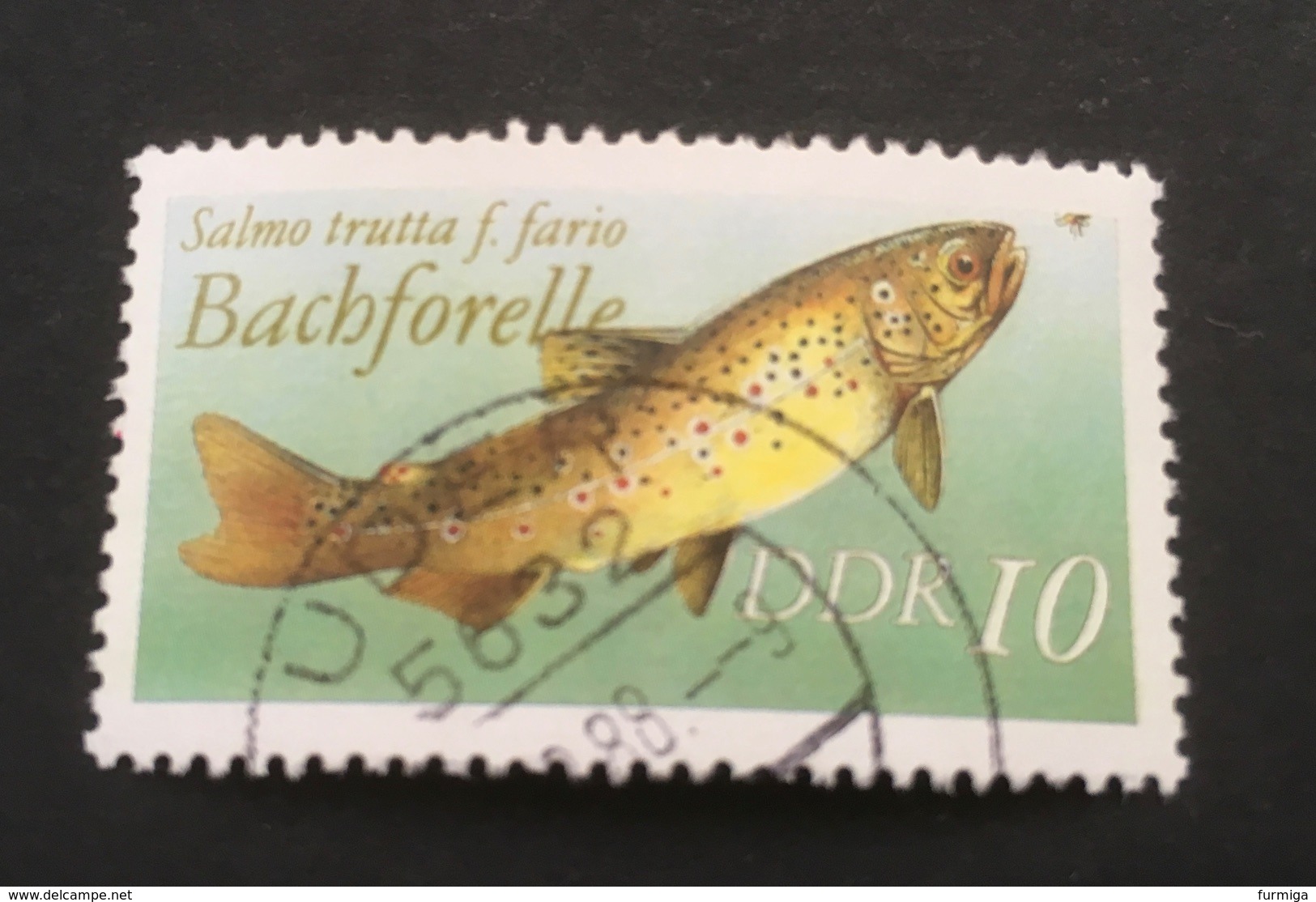 DDR 1988 - 3096 II Salmon-Forelle  -  Fine Used - Fein Rund Gestempelt - Usato - Gebraucht