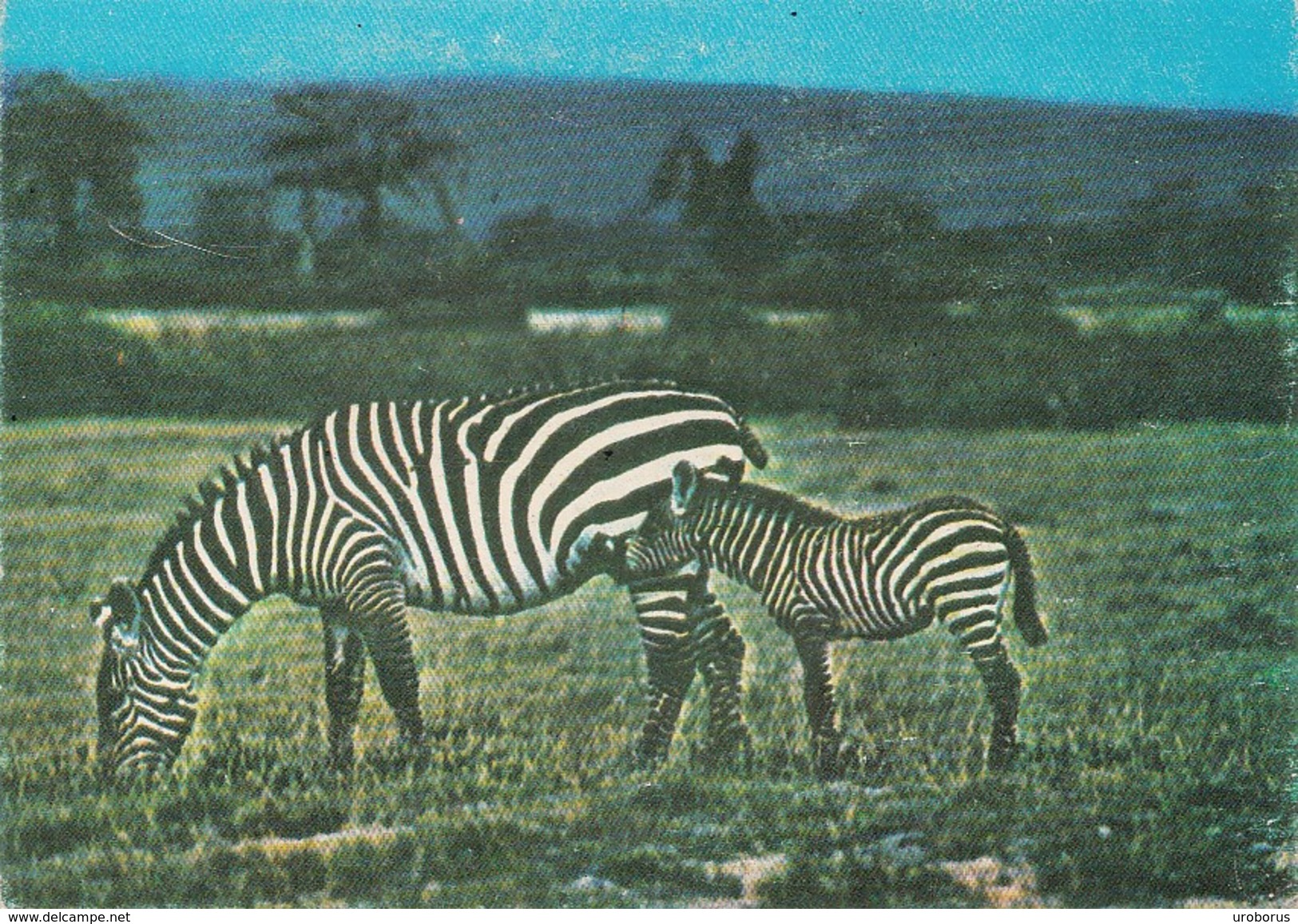 ANGOLA - Fauna Africana - Zebras - Angola