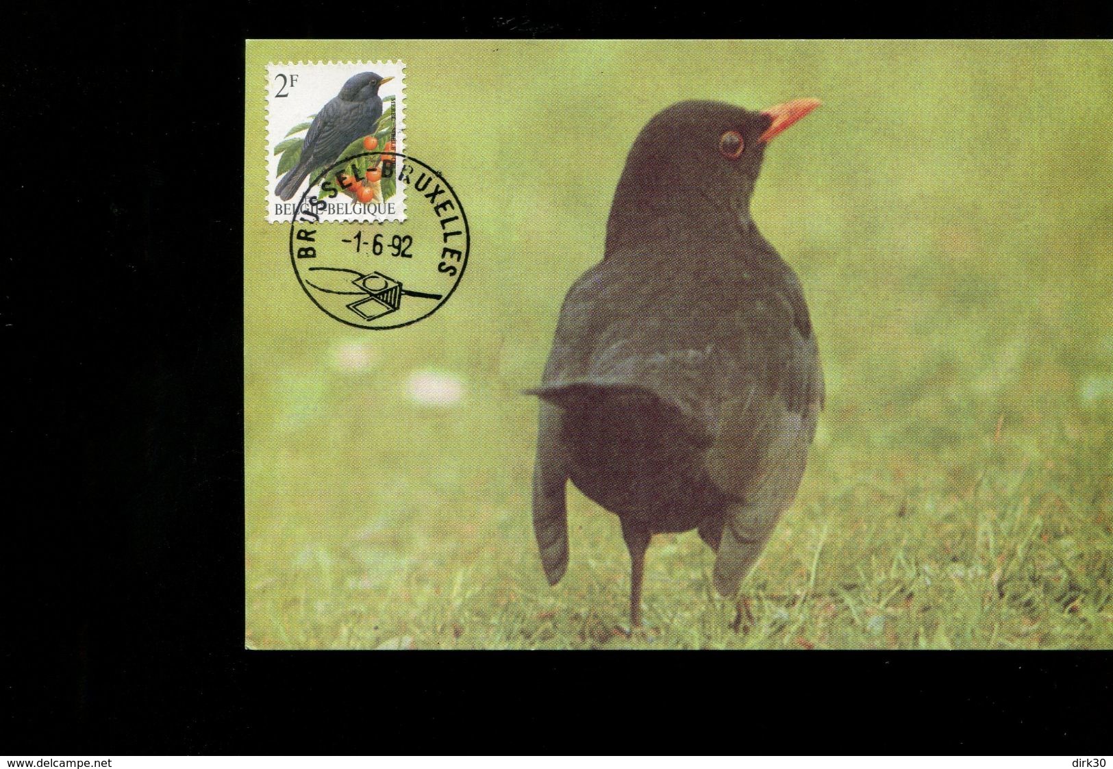 Belgie Buzin Vogels Birds 2458 Maximumkaart Brussel 1/6/1992 - 1991-2000