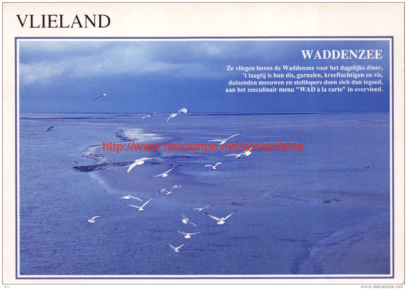 Waddenzee - Vlieland - Vlieland