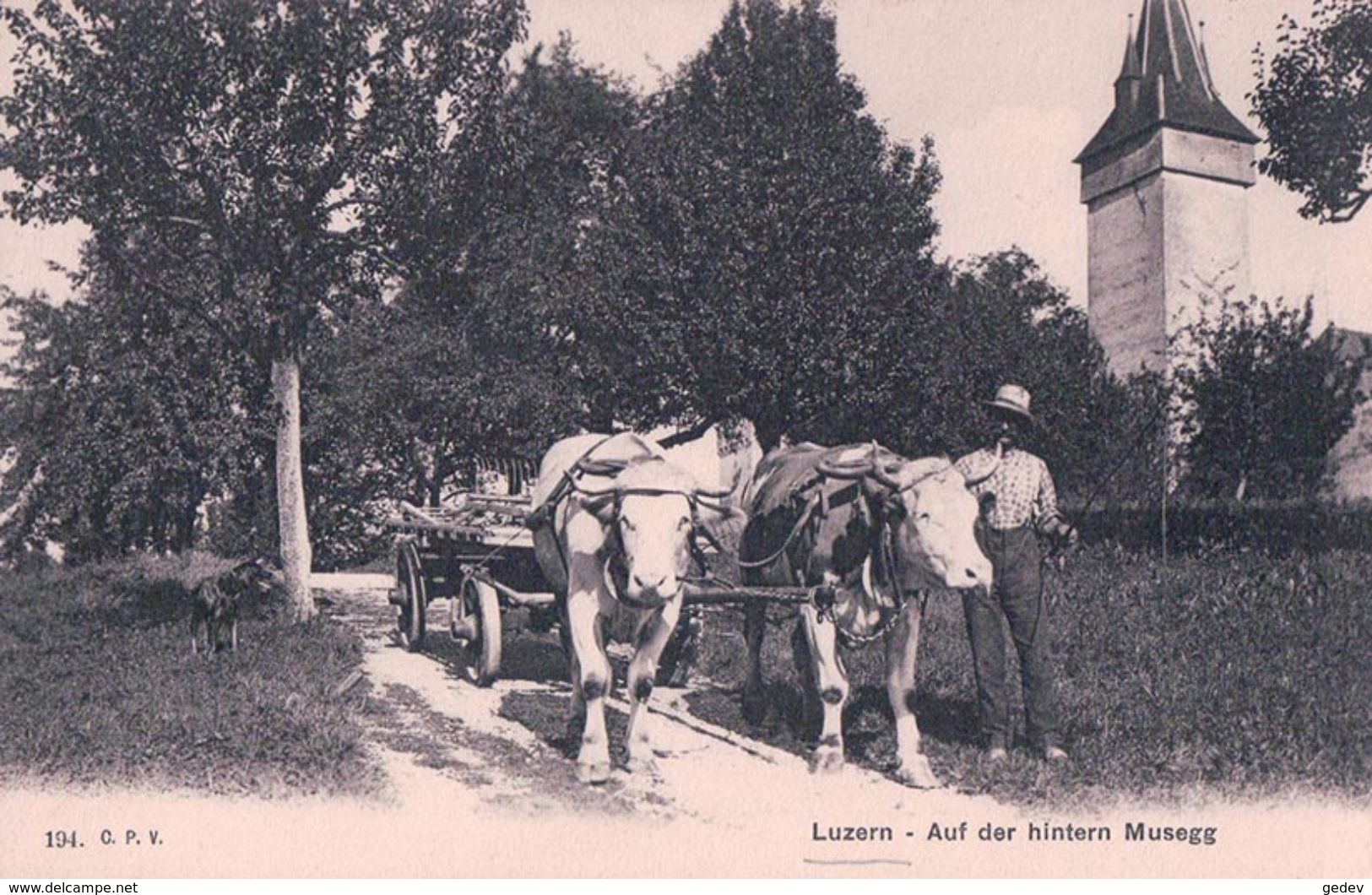 Luzern, Auf Der Hintern Musegg, Attelage De Boeufs (184) - Attelages