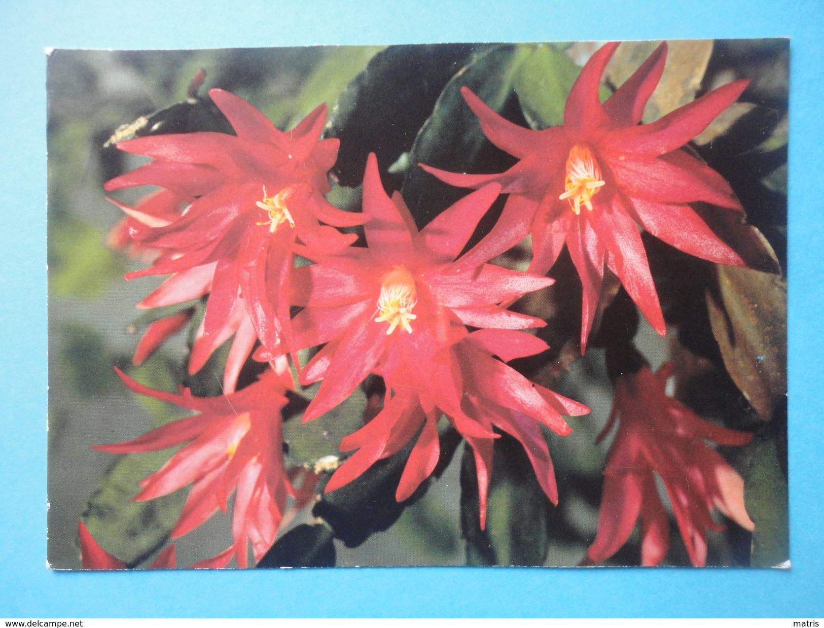 Cactus Di Pasqua - Easter Cactus - Rhipsalidopsis Gaertneri - Cactus De Paques - Osterkaktus - Cactus