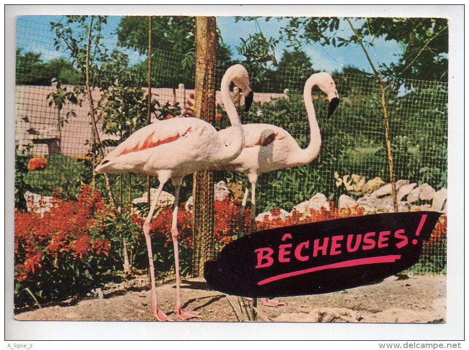 REF 288  : CPSM Carte Fantaisie Animaux : Flamand Rose - Éléphants