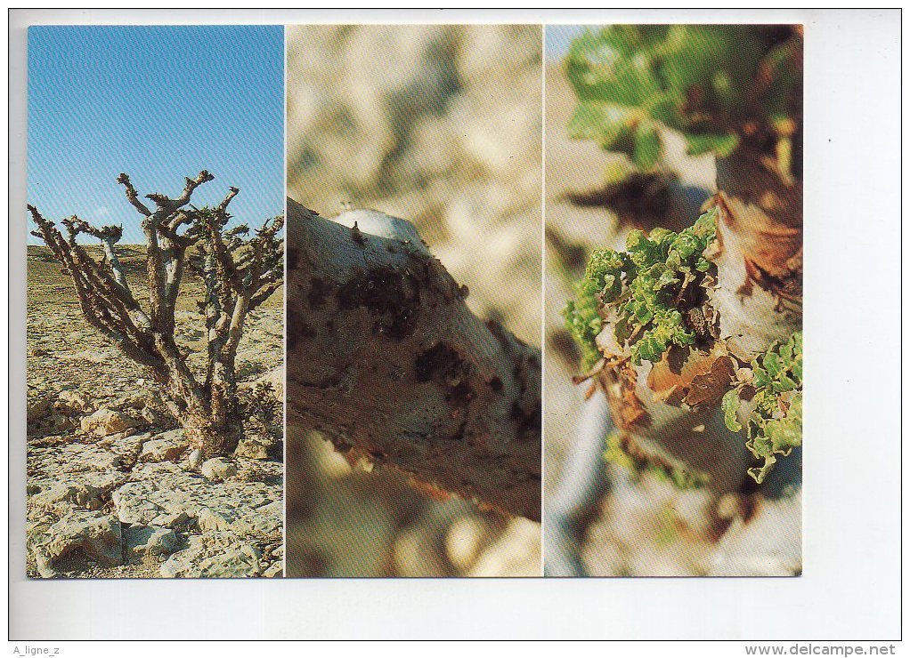 REF 292  : CPM OMAN Frankincense In Dhofar Sultanat D' - Oman