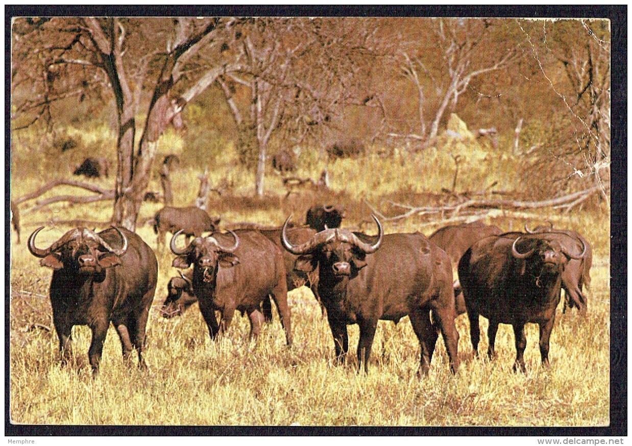 1974 Minerals 5 And 10 C. Value On  Postcard - Botswana (1966-...)