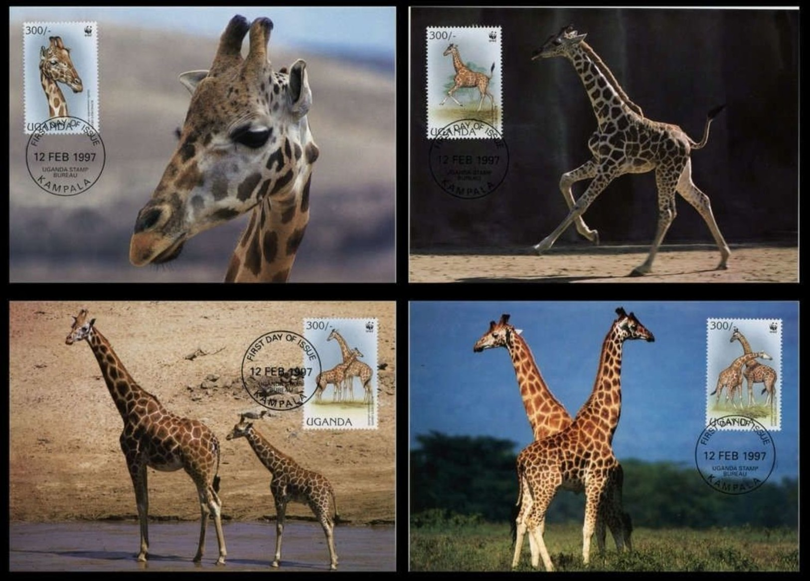 WWF  Uganda Ouganda  Rothschild's Giraffe Girafe De L´Ouganda 1997 CM MC MK Maximum Maxi Carte Card Maximumkarte Maxicar - Maximumkarten