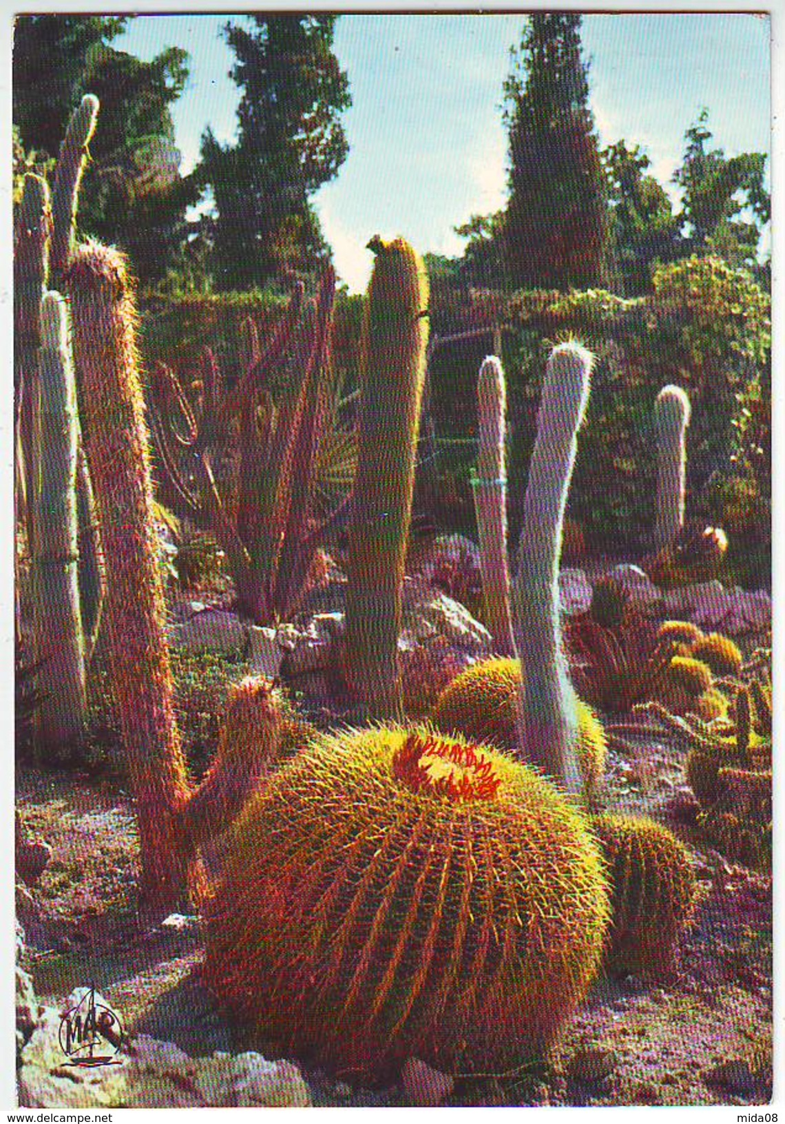 CACTUS . JARIN EXOTIQUE DE MONACO - Cactusses