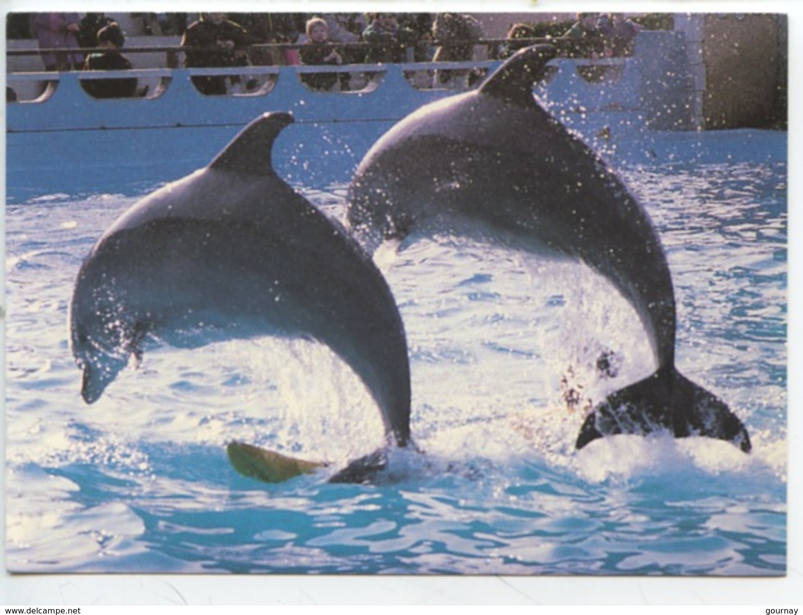 Dauphin - Dauphins (Antibes - Marineland) Cp Vierge - Dauphins