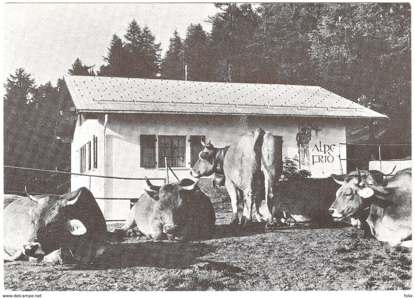 Ernen - Frid - Alpe Frid - Schlag Feriendorf Fiesch - 1975 - Vaches - Fiesch