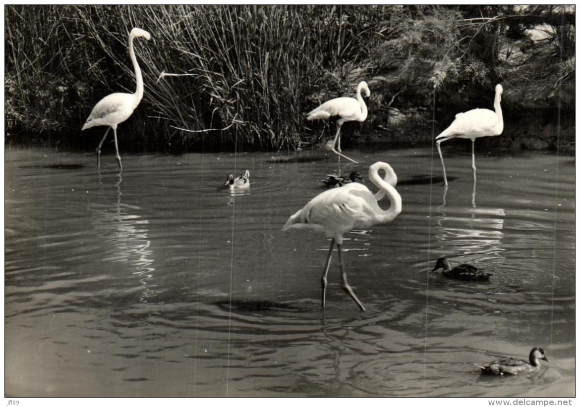 A 9383 - En Camargue  (13) Flamants Roses - Andere & Zonder Classificatie