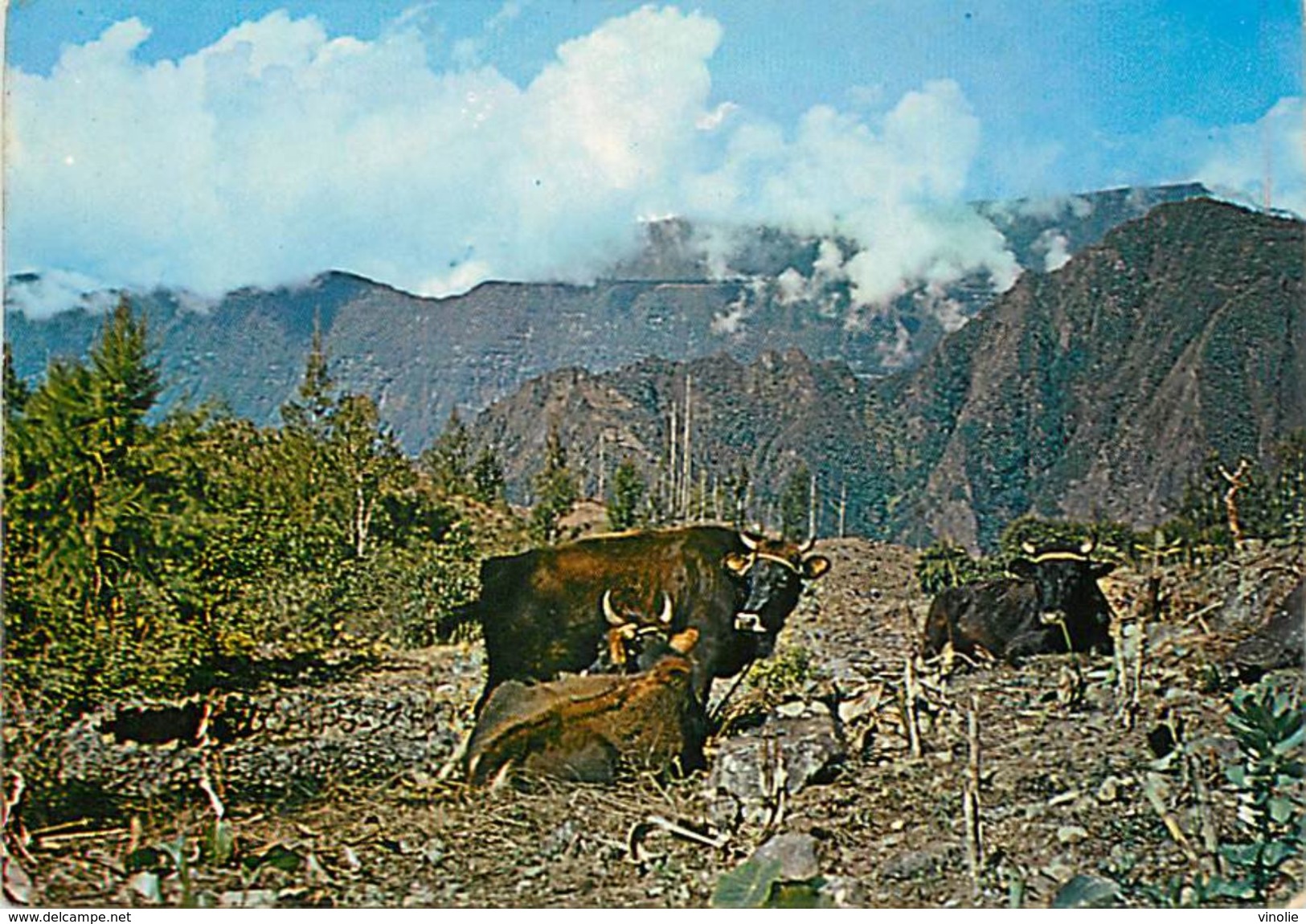 PIE 17-Des.V-5464  :  ILE DE LA REUNION. - Autres & Non Classés