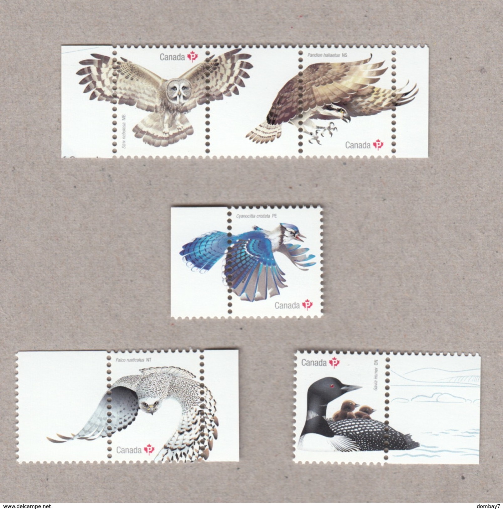 OWL, FALCON, OSPREY [FISH EAGLE / HAWK],birds Of Prey, BLUE JAY, LOON Set  5 Souvenir Sheet Stamps Birds Of Canada 2017 - Arends & Roofvogels