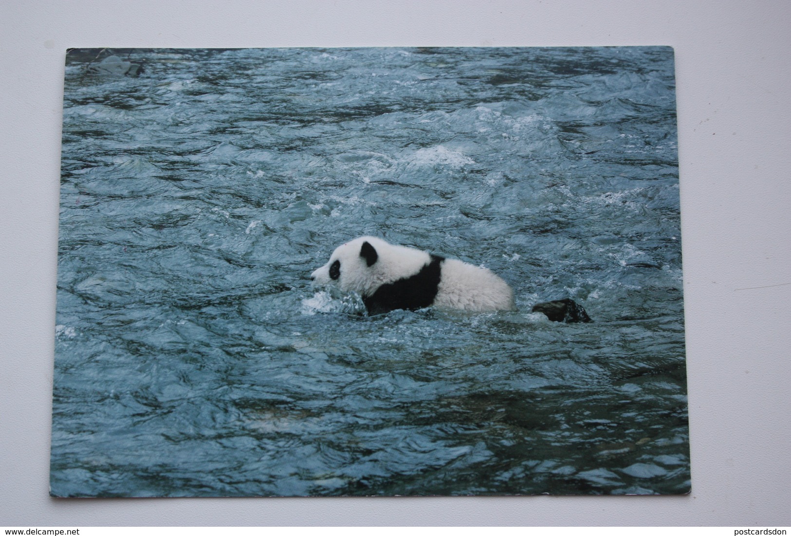 Panda  - Modern Postcard Sent From China To Kiev - Other & Unclassified