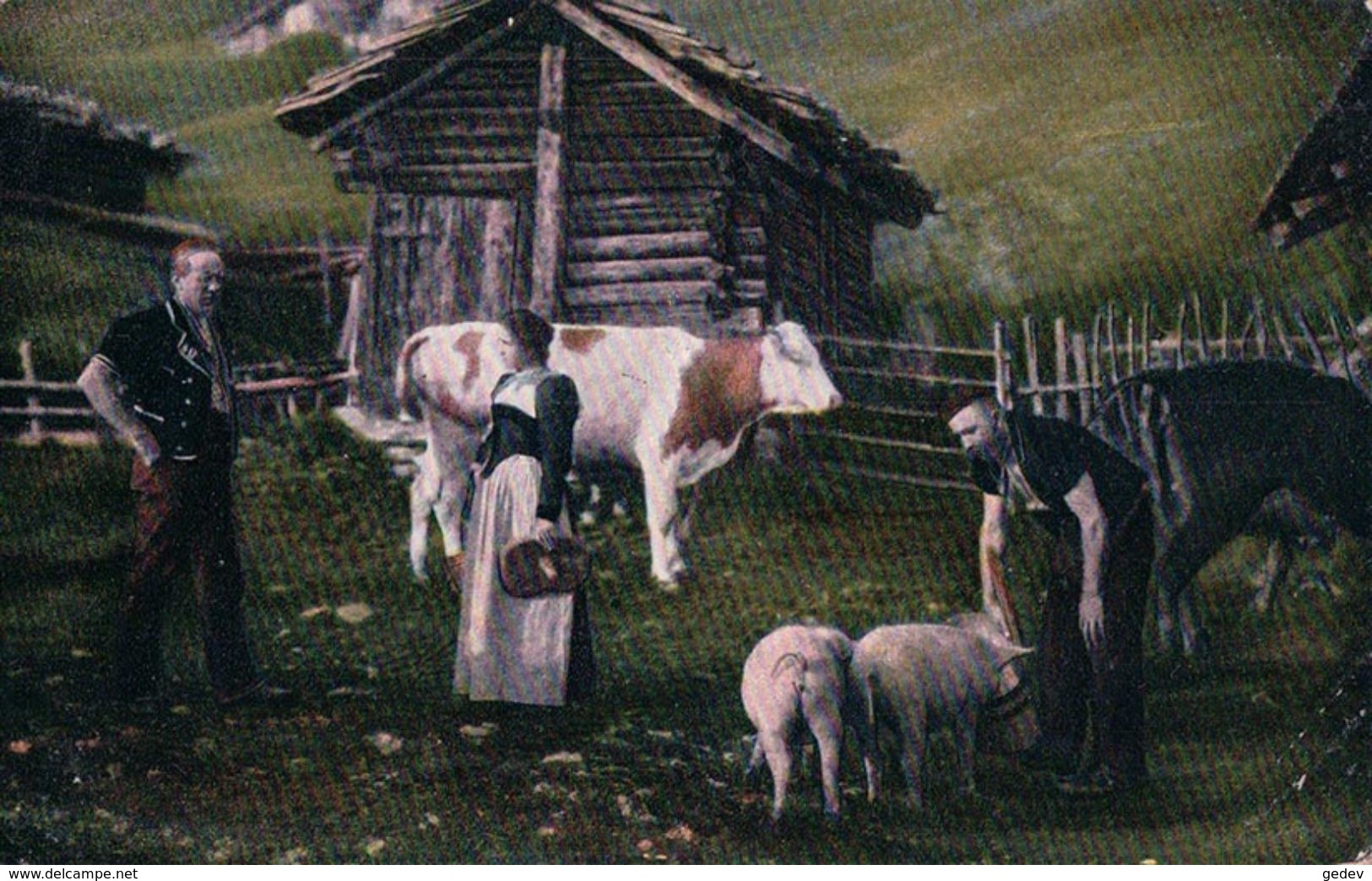 Scène De La Campagne, Armaillis Et Bétail, Vaches Et Cochons (20.7.16) - Elevage