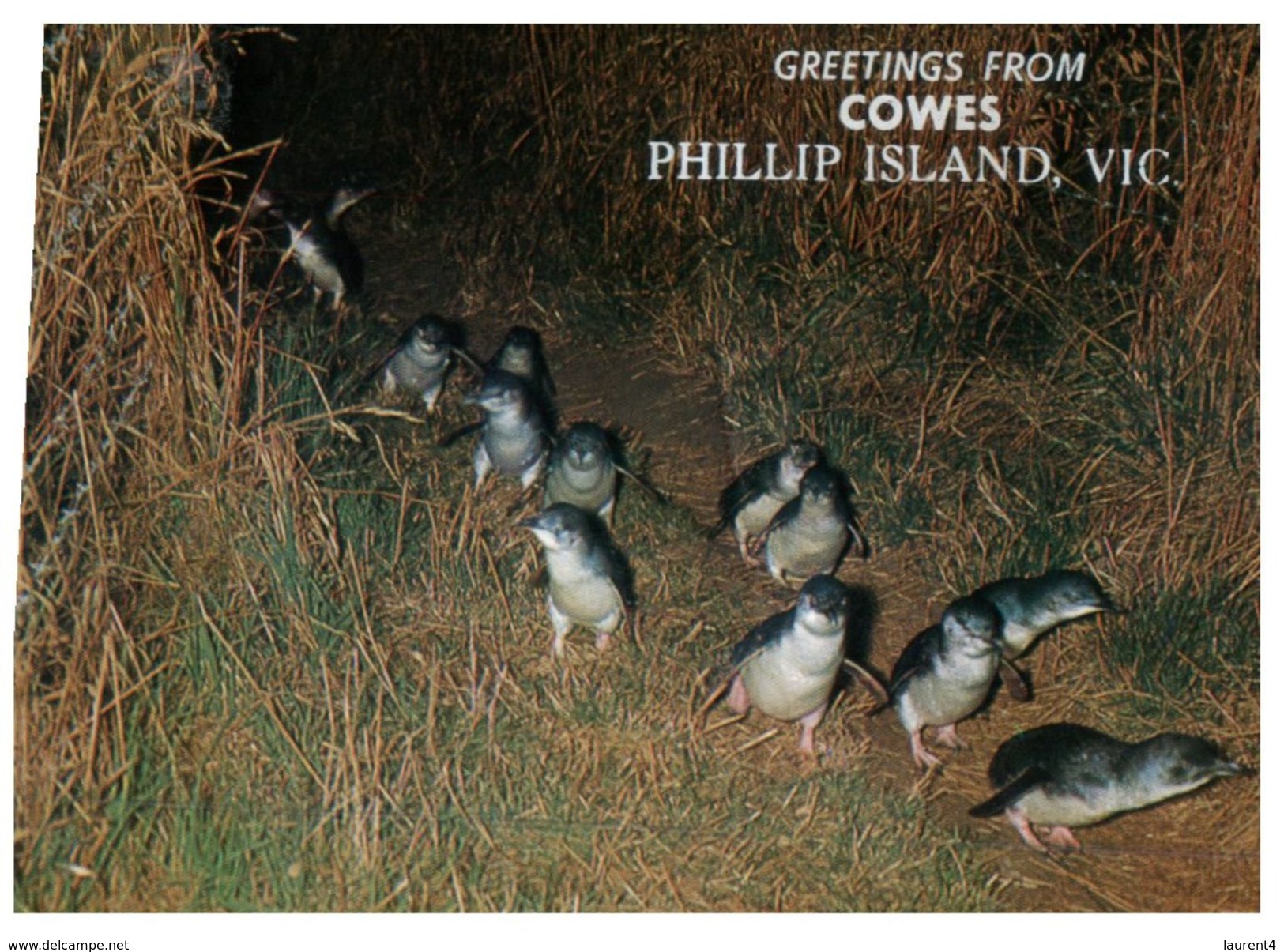 (779) Australia - VIC - Phillip Island And Little Penguins - Mornington Peninsula