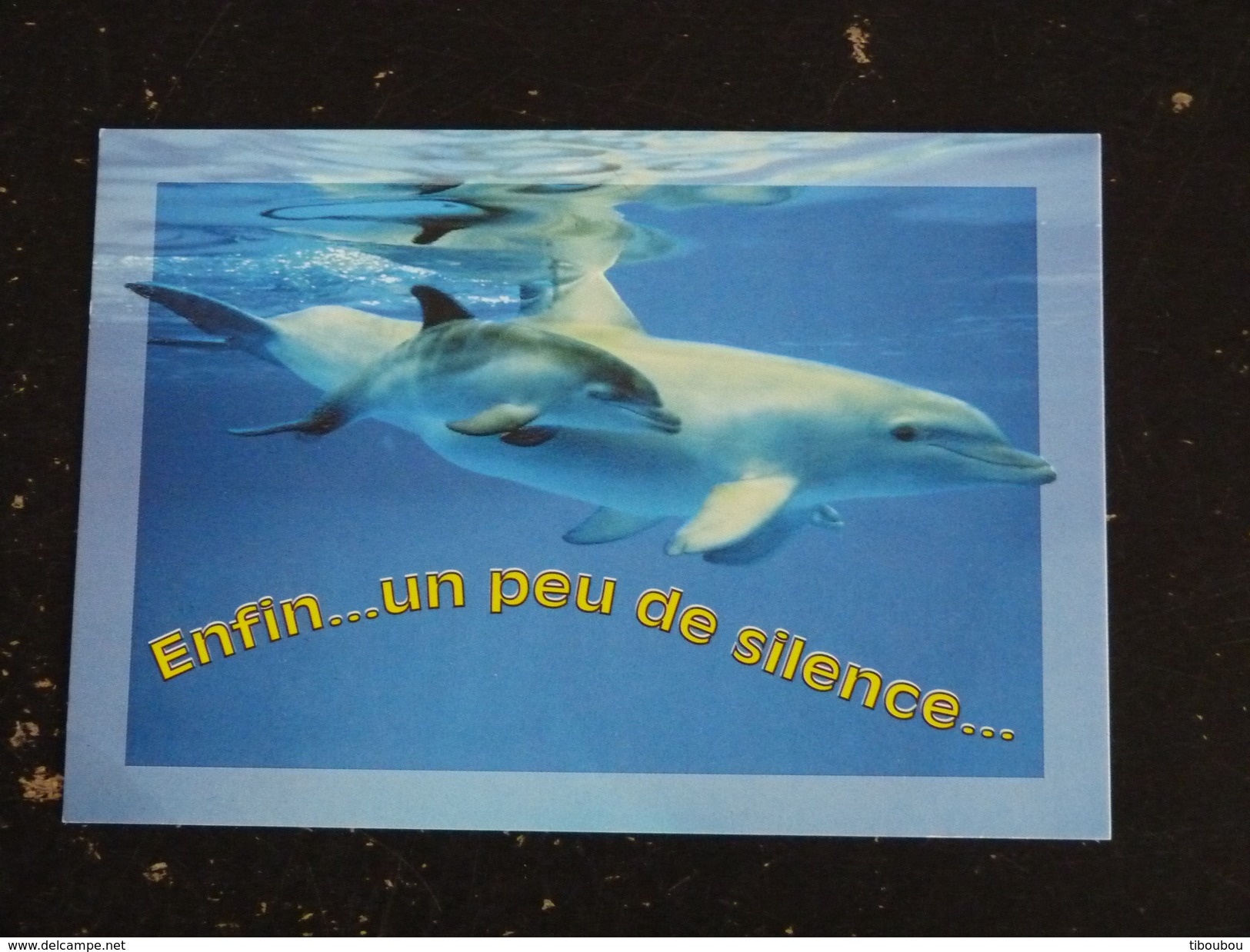 DAUPHIN DOLPHIN - ENFIN UN PEU DE SILENCE - Dauphins