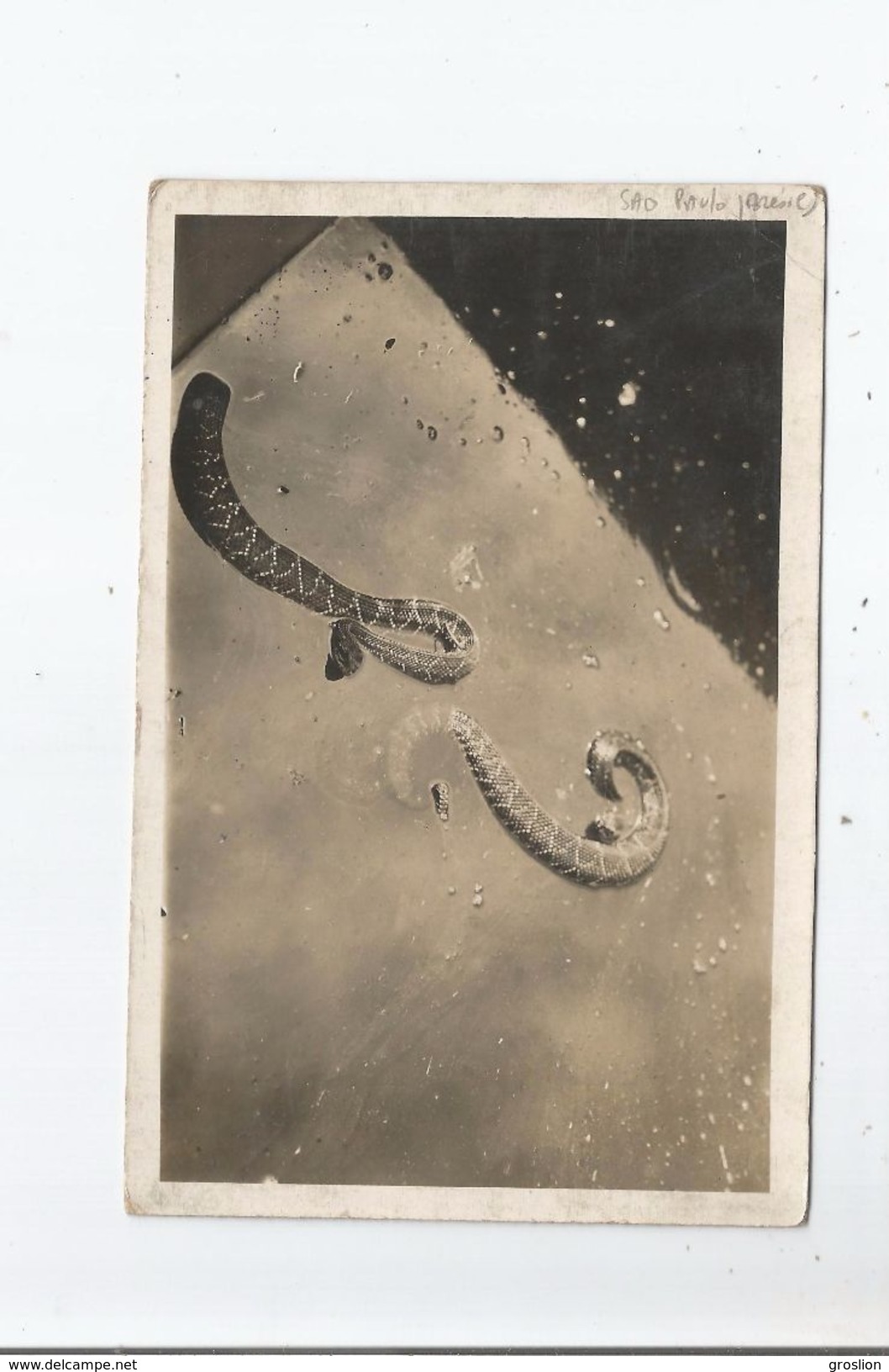 SAO PAULO (BRESIL) CARTE PHOTO SERPENT A SONNETTES A L'INSTITUT BUTANTAN (PIQURES MORSURES  DE REPTILES) 1934 - São Paulo