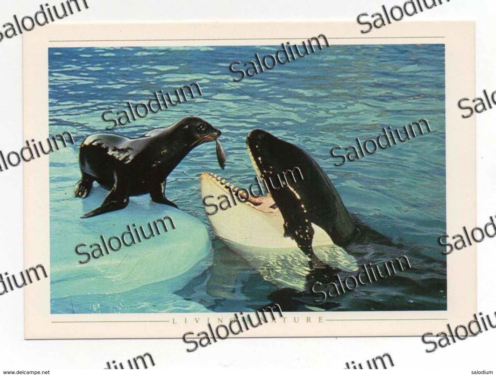 Foca Orca Assiassina Seal Fish Pesce - Vissen & Schaaldieren