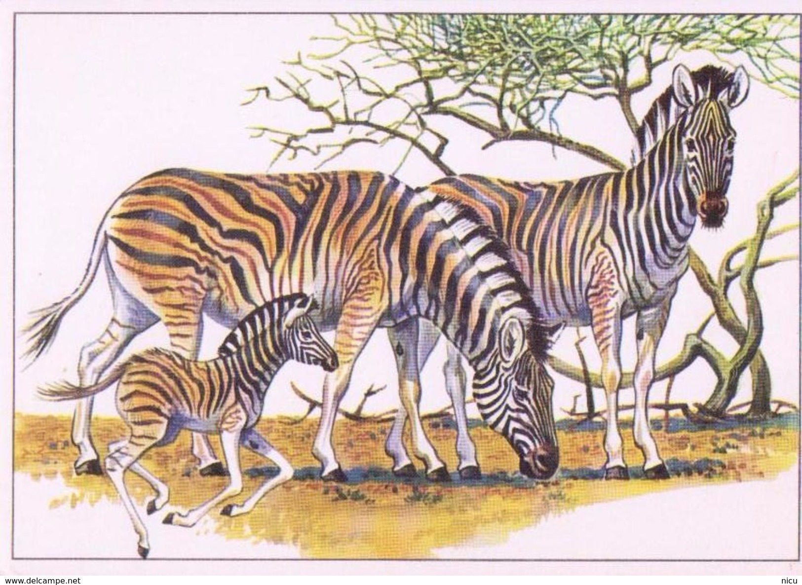 ANIMALS - PLAINS ZEBRA (Equus Quagga Antiquorum) - Tiergarten