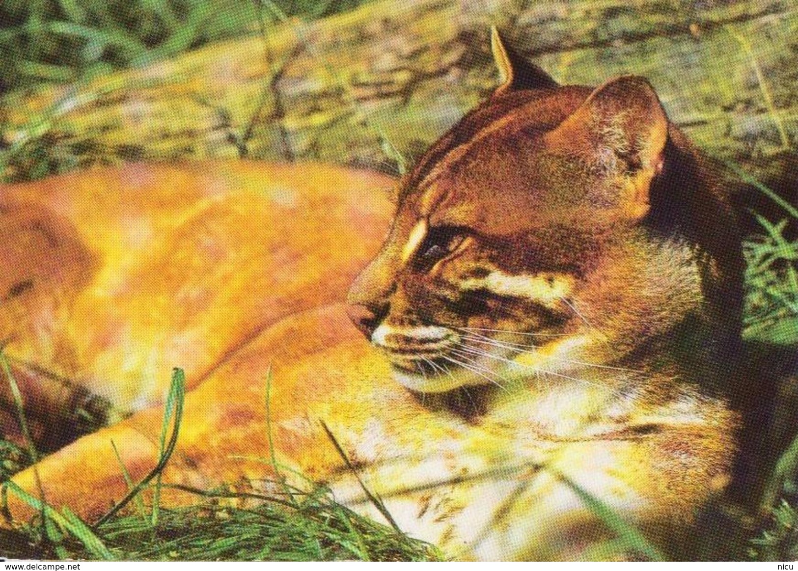ANIMALS - ASIAN GOLDEN CAT (Catopurma/Pardofelis Temminckii) - Tiergarten