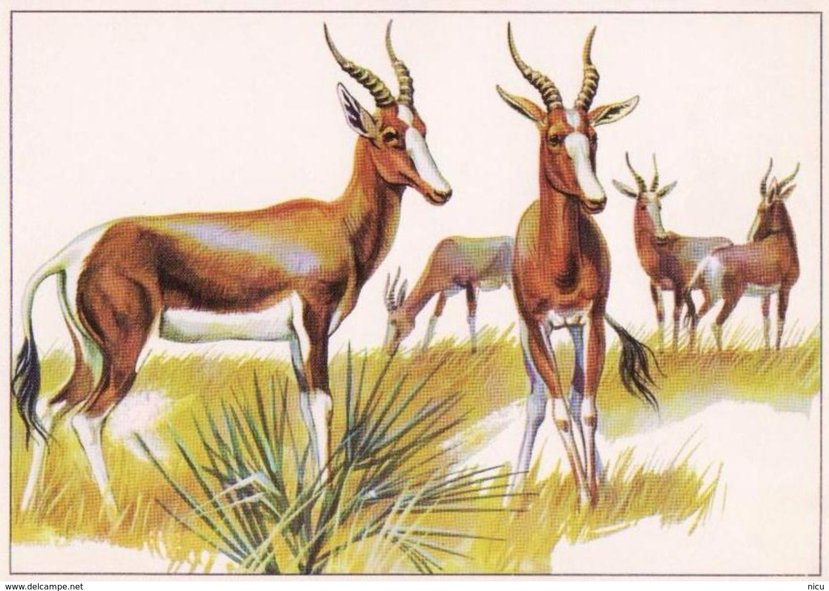 ANIMALS - BLESBOK (Damaliscus Dorcas) - Dierentuin