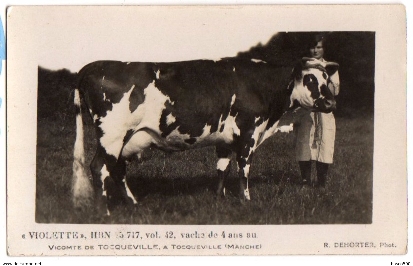 TOCQUEVILLE - Carte Photo Vache "VIOLETTE" HBN 5717 Du Vicomte De TOCQUEVILLE - Sonstige & Ohne Zuordnung