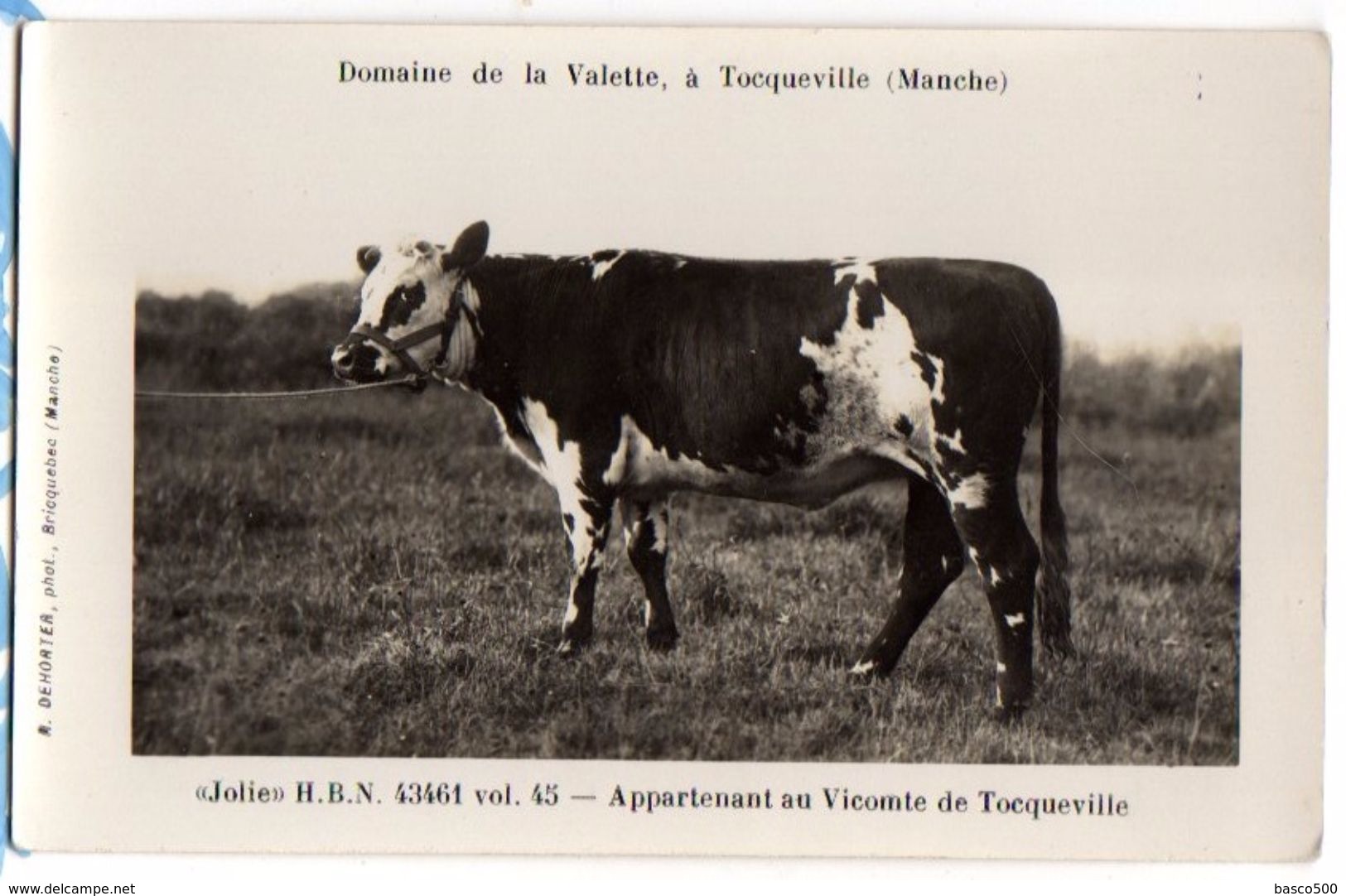 TOCQUEVILLE - Carte Photo Vache "JOLIE" HBN 43461 Du Vicomte De TOCQUEVILLE - Sonstige & Ohne Zuordnung