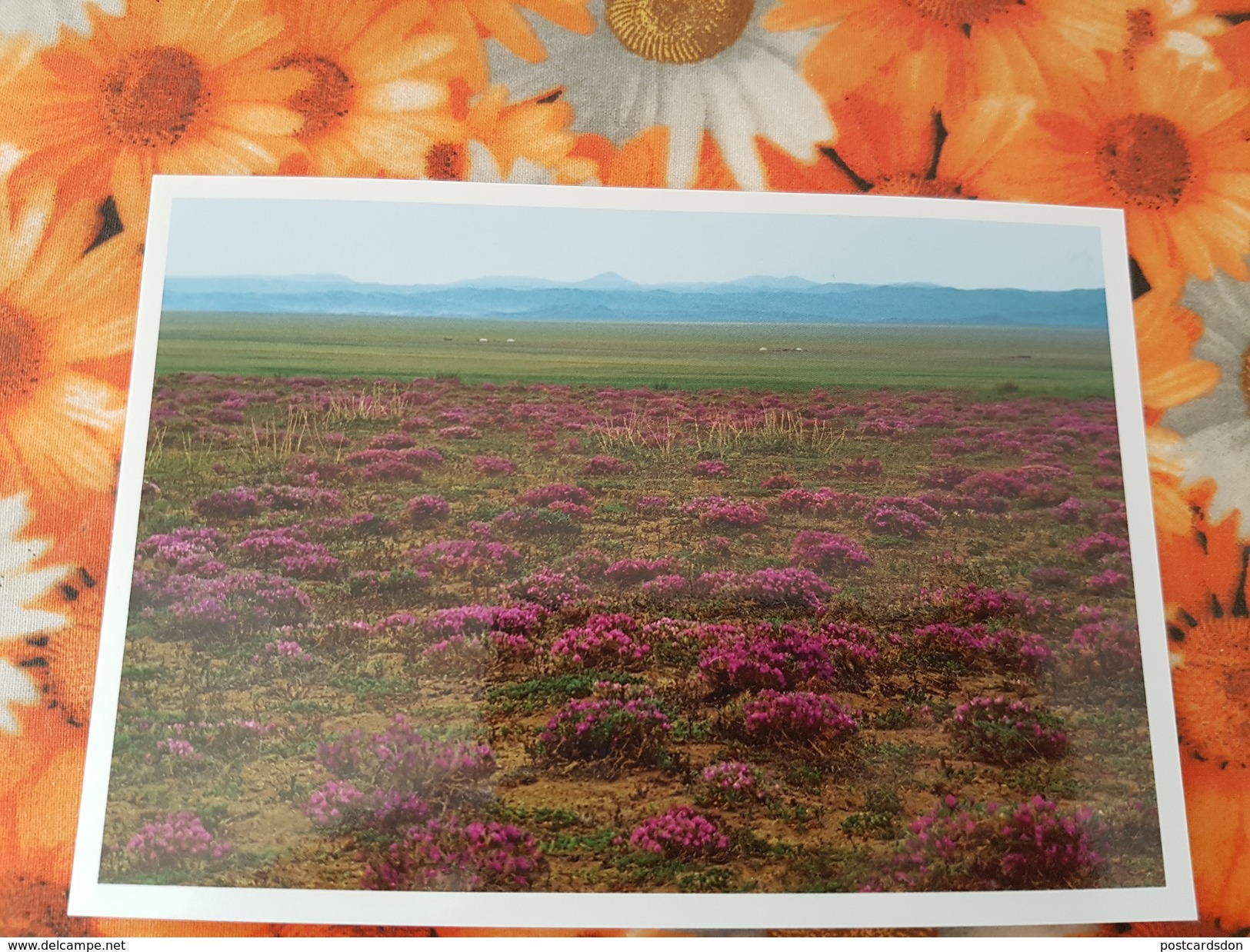 Mongolia. Desert In Bloom - Modern Postcard - Mongolië