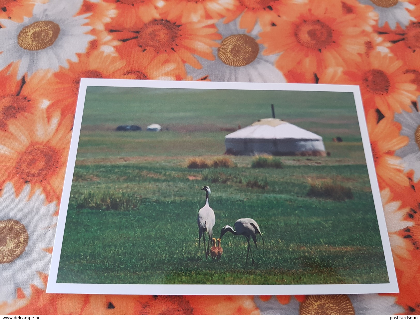 Mongolia. Crane Near The Yurt - Modern Postcard - Mongolië