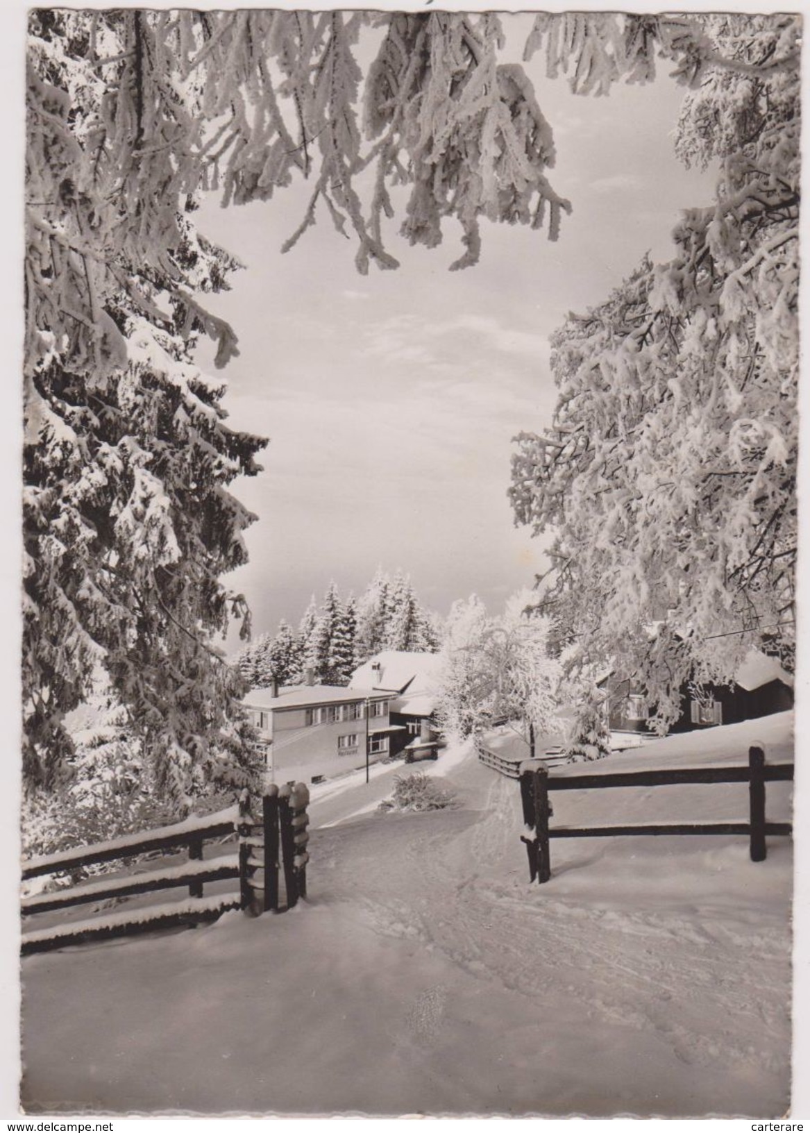 SUISSE,HELVETIA,SWISS,SWITZERLAND,SVIZZERA,SCHWEIZ ,ZOUG,ZUG,ZUGERBERG,CARTE PHOTO HARTMANN - Zoug