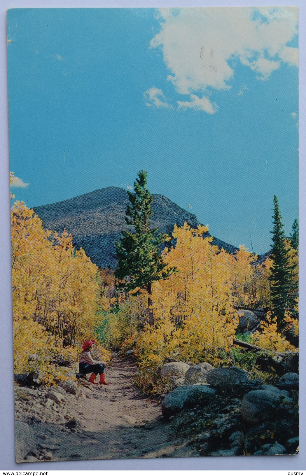 USA - The Aspen Trail - Autumn's Majestic Splendor - Ecrite De Laramie - (n°8721) - Autres & Non Classés