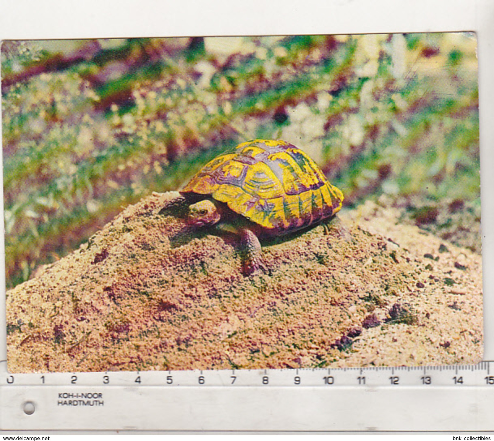 Romania Old Uncirculated Postcard - Turtle - Schildkröten