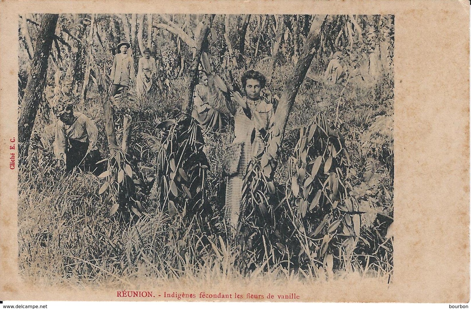 Réunion - Indigènes Fécondant Les Fleurs De Vanille - Autres & Non Classés