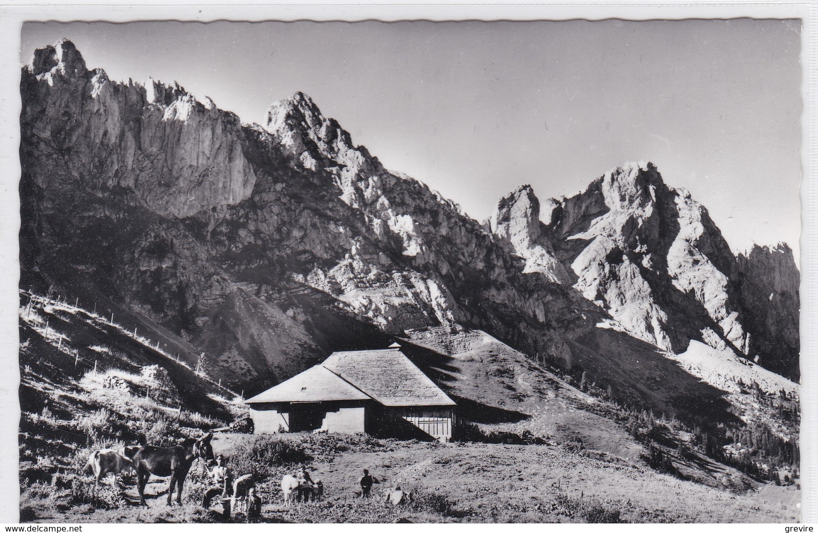 Chalet Chaux De Boeuf Et La Dent De Ruth. Mulet / Maulesel. Vie à L'alpage. Alpwirtschaft - Autres & Non Classés