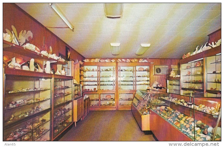 Sanibel Island Florida, Elsie Malone Specimen Shells Store(?) Interior View, C1960s Vintage Postcard - Fort Myers