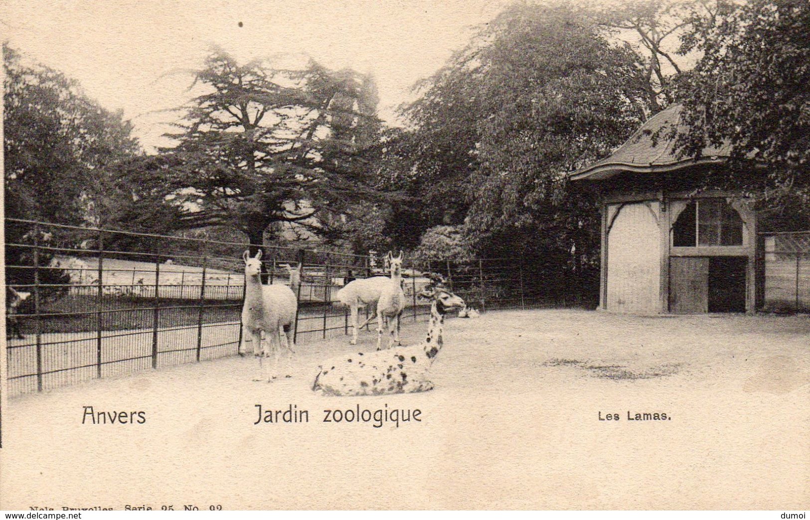 ANVERS  -   Jardin Zoologique  -  Les Lamas - Antwerpen