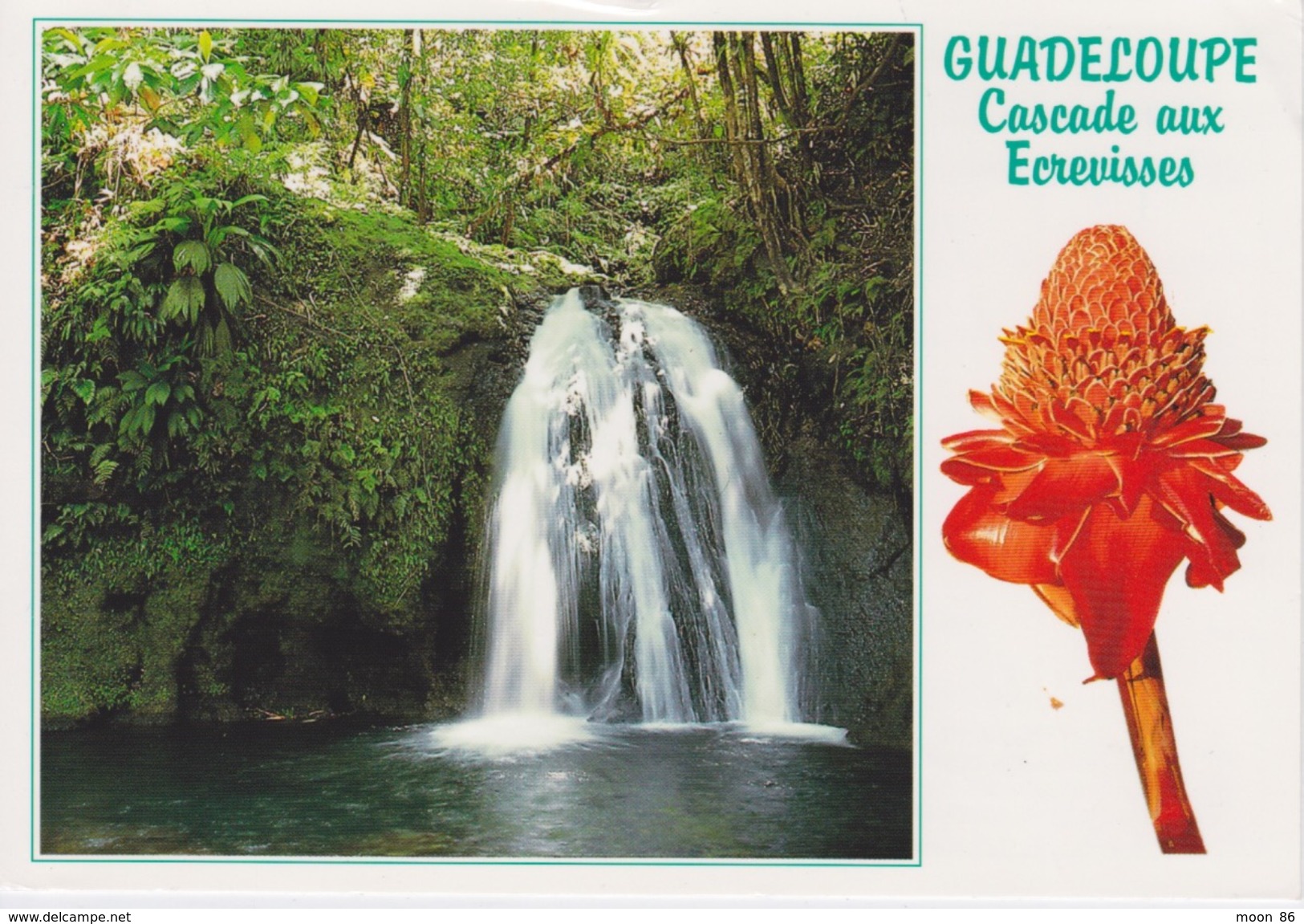 971 - GUADELOUPE - ROSE PORCELAINE- CASCADE AUX ECREVISSES - ROUTE DES MAMELLES - Autres & Non Classés