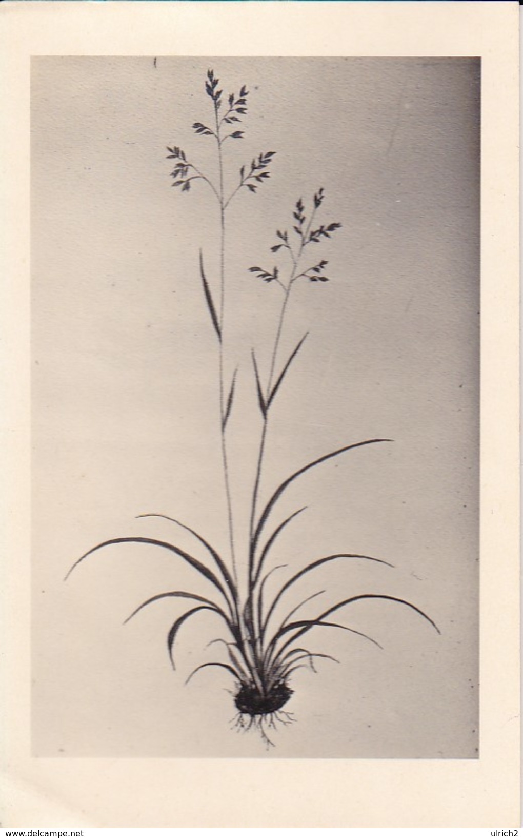 AK Pflanzenzeichnung - Ca. 1940  (30285) - Flowers