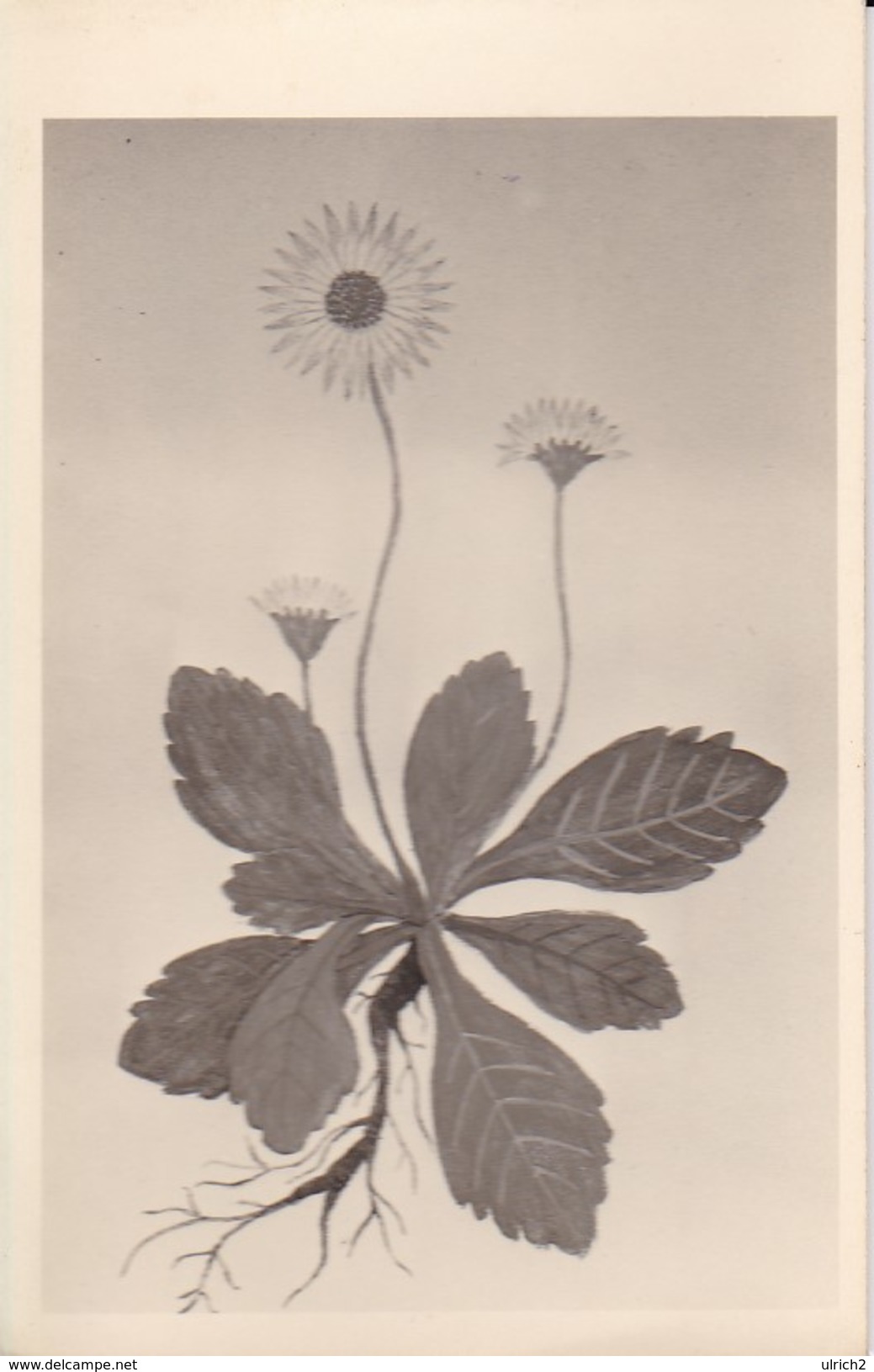 AK Pflanzenzeichnung - Ca. 1940  (30291) - Blumen