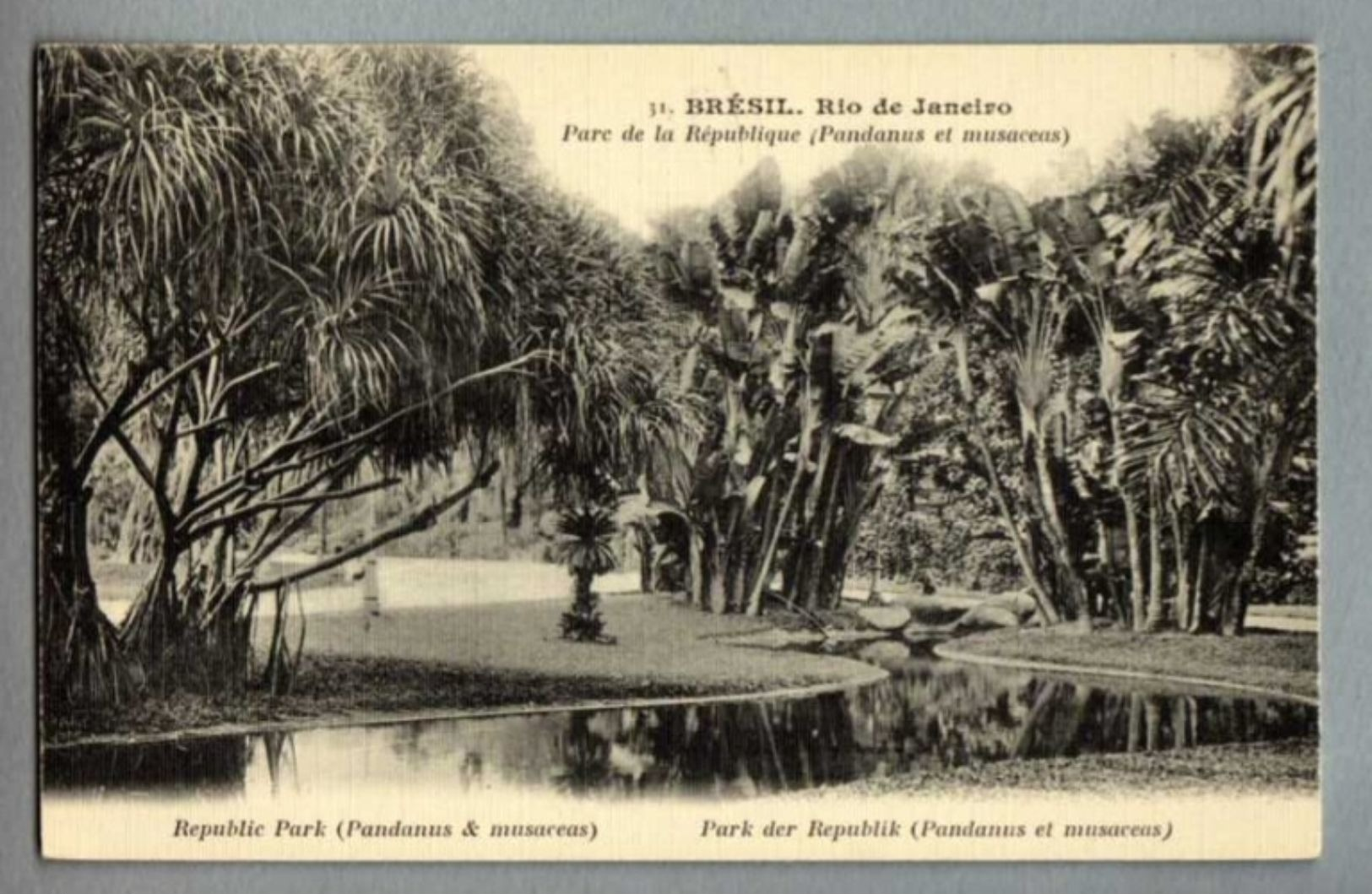 BRAZIL - BRESIL - RIO DE JANEIRO - PARC DE LA REPUBLIQUE - PANDANUS ET MUSACEAS (BILHETE POSTAL ) - Rio De Janeiro