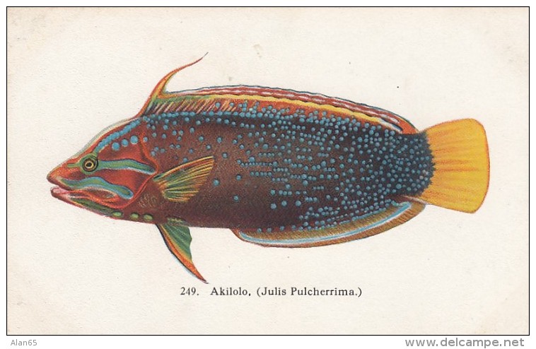 Hawaii 'Fishes Of Hawaii' Series #249 Akilolo Artist Image, C1900s/10s Vintage Hawaii &amp; South Seas Curios Postcard - Other & Unclassified