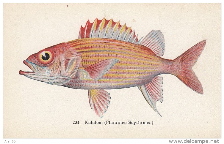 Hawaii 'Fishes Of Hawaii' Series #234 Kalaloa Artist Image, C1900s/10s Vintage Hawaii &amp; South Seas Curios Postcard - Other & Unclassified