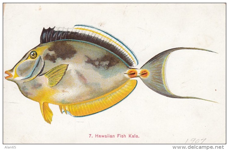 Hawaii 'Fishes Of Hawaii' Series #7 Kala C1900s/10s Vintage Island Curio Private Mailing Postcard - Other & Unclassified