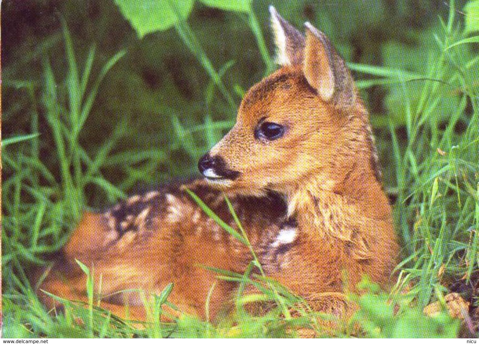 ANIMALS - EUROPEAN ROE DEER (Capreolus Capreolus) - Tiergarten