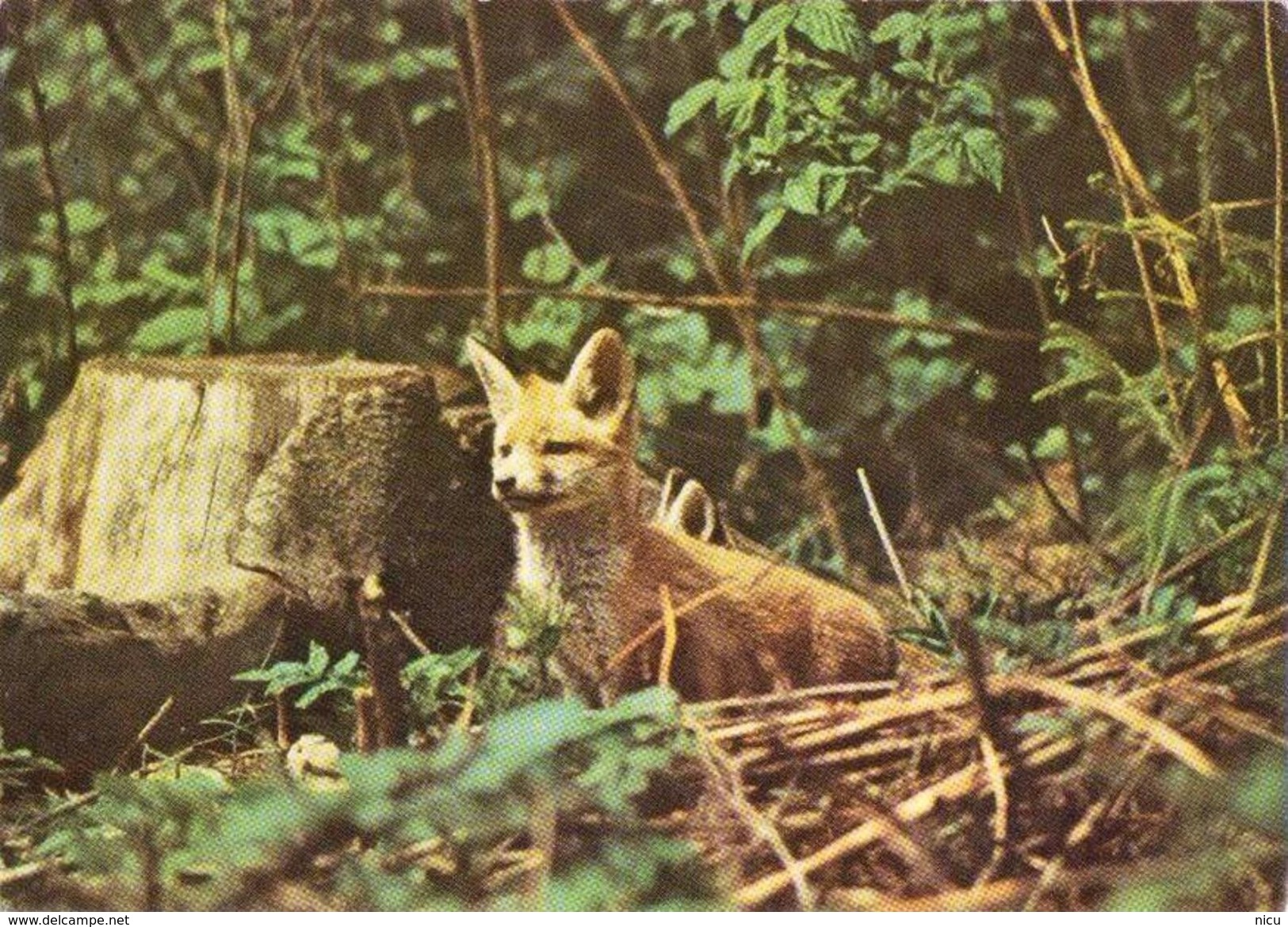 ANIMALS - RED FOX (Vulpes Vulpes) - Dierentuin